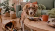 Pourquoi le chocolat est-il dangereux pour les chiens ?